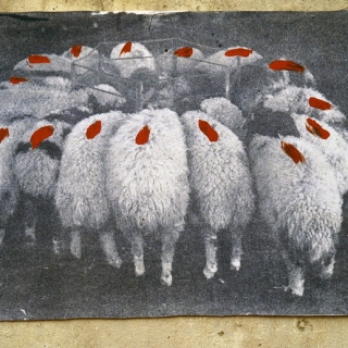 live_sheep_print_red