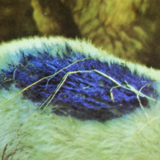 Blue_sheep_back