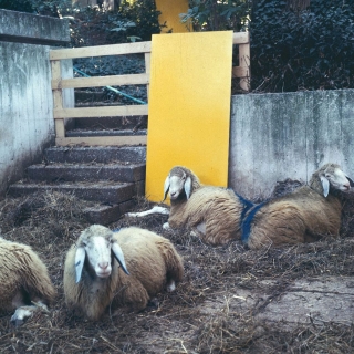 live_sheep_yellow_plate