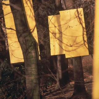 yellow_forest_1