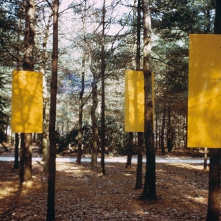 yellow_forest_4